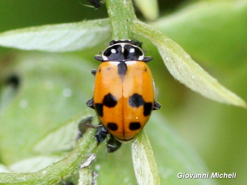 Coccinellidae: Hippodamia variegata